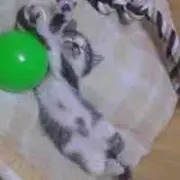 Hisae Maruyama