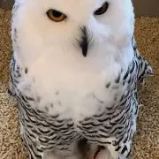 クレーン病の画像