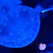 はるちゅん