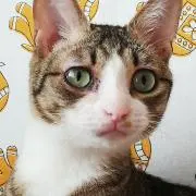 おかかの画像