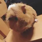 ブッチ