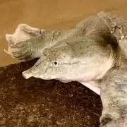 フィヨンカの画像
