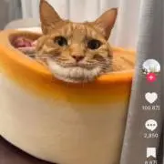 みずきの画像