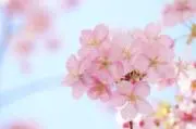 咲の画像