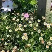 miramoneの画像