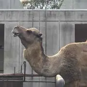 オカピの画像