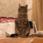 ふくのんの画像