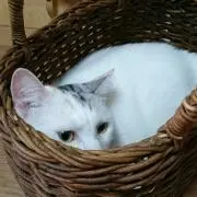 キリの画像