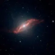 梨の画像
