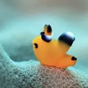 mantaの画像