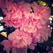 はるまま♡の画像