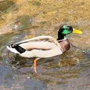 潮の画像
