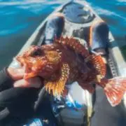 ワサビ