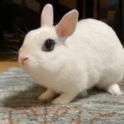 ともちの画像