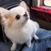 Rの画像