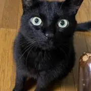 ルナルナの画像