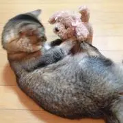 rokuhanahanaの画像