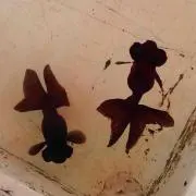 megumoの画像