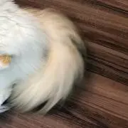 ZzZzの画像