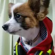 彩紫の画像