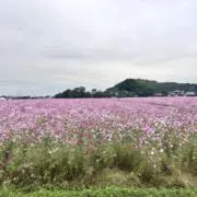 ゆー