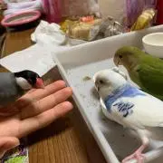 マァさん