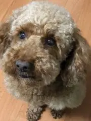 いっせい