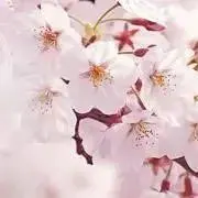 Spring Mの画像