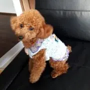 Locoの画像