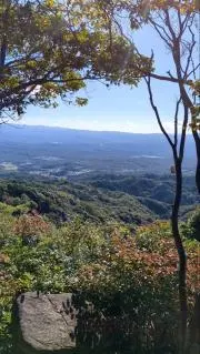 キンモクセイの画像