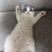 まるこの画像