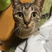 ムータの画像