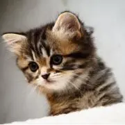 癒漓猫†断捨離中。様 リクエスト 2点 まとめ商品 - メルカリ