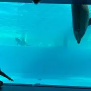 プロフ必須、みーの画像