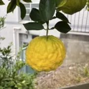 ゆんじの画像