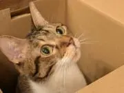 くろみつの画像