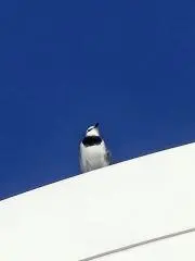 ハチクマの画像