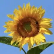 Happyの画像