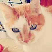 ちろの画像