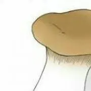 エリンギ
