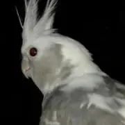 みこの画像