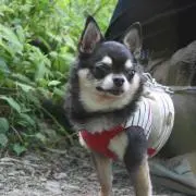 Puku