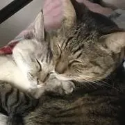 kira☆の画像