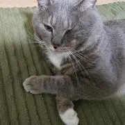 にゃん吉ちゃん