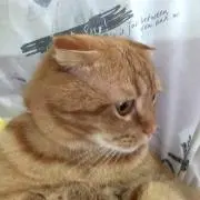 だいすけの画像