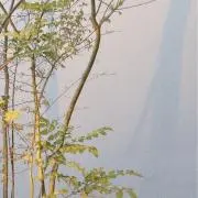 あゆ✴︎の画像
