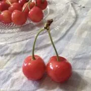 ちぇりちぇりの画像