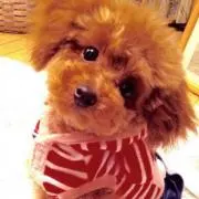 ヒナ