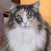 みつみつ