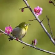 はる